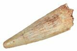 Fossil Pterosaur (Siroccopteryx) Tooth - Morocco #235002-1